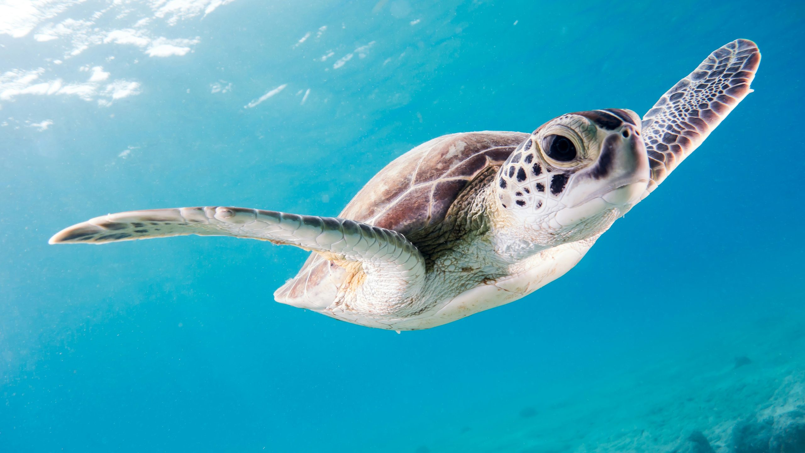 Imagen de una Tortuga Marina nadando hacia el frente, en un océano cristalino de color turquesa