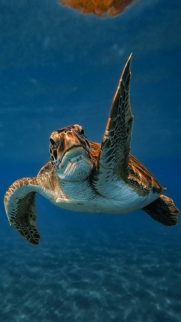 Foto de una tortuga marina tomada en Antalya, Turquía. Por Sercan Jenkins. Licencia de uso Unsplash.