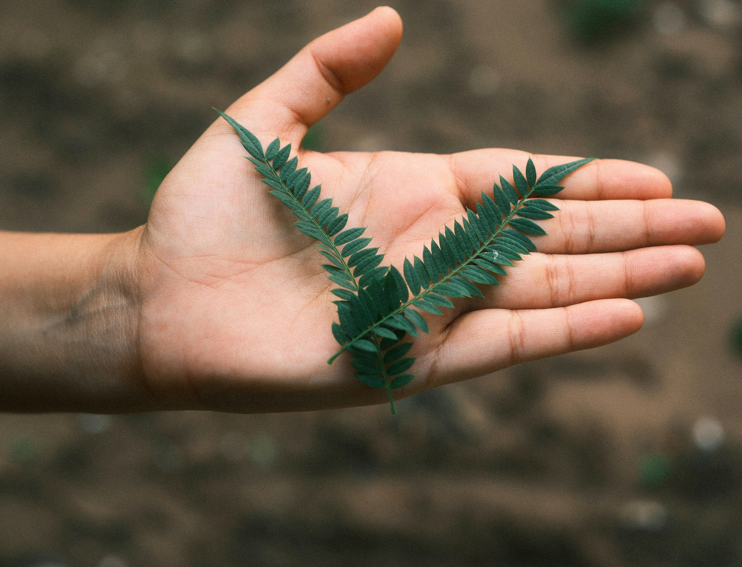 Foto de la mano de una persona con la palma extendida y sobre ella dos hojas cruzadas. La imagen está como portada para la columna sobre la sustentabilidad en las mallas curriculares en la Educación Superior.